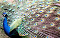 peacockMr